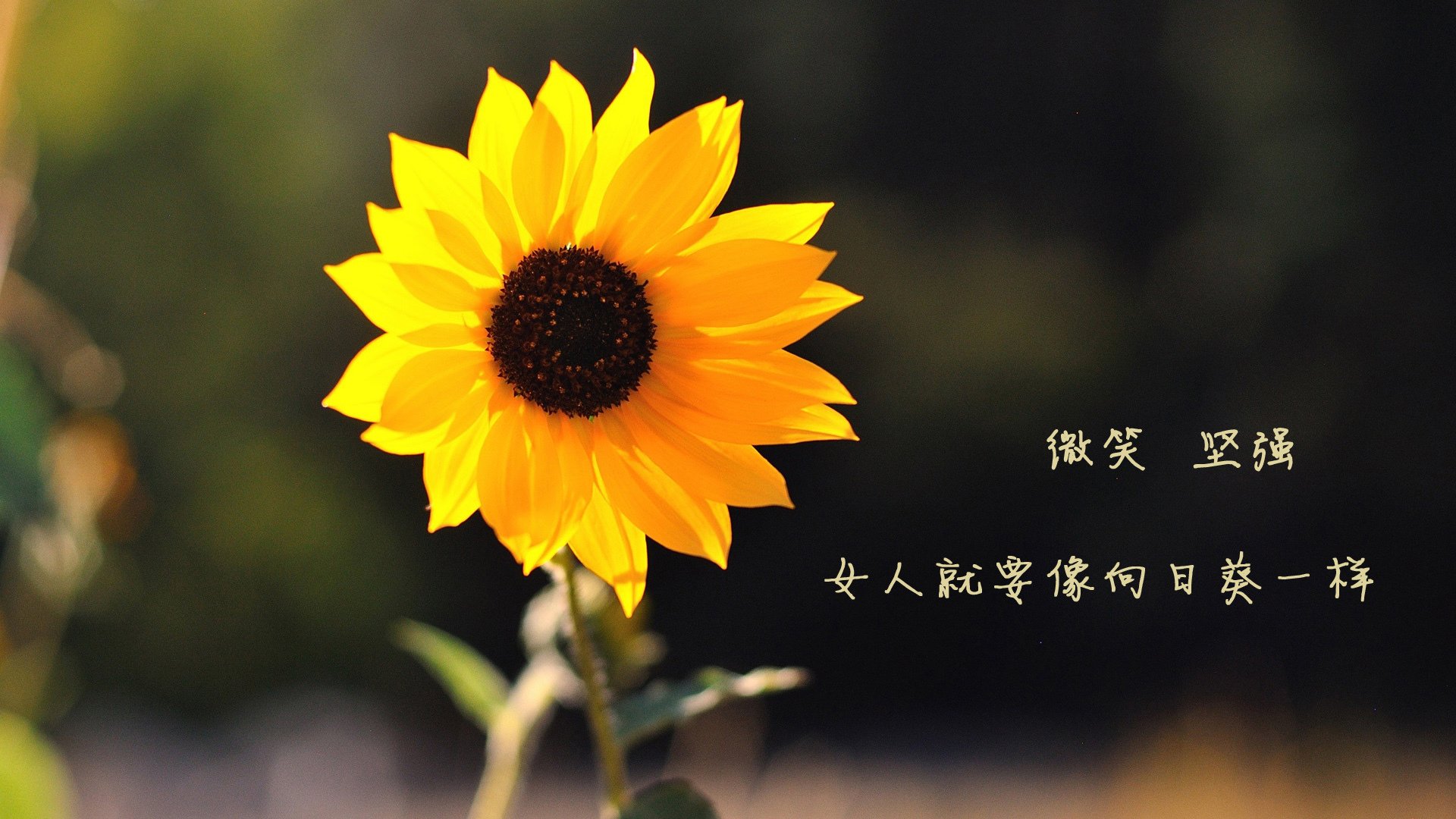 中国足球如何重建球迷信任，中国足球该何去何从