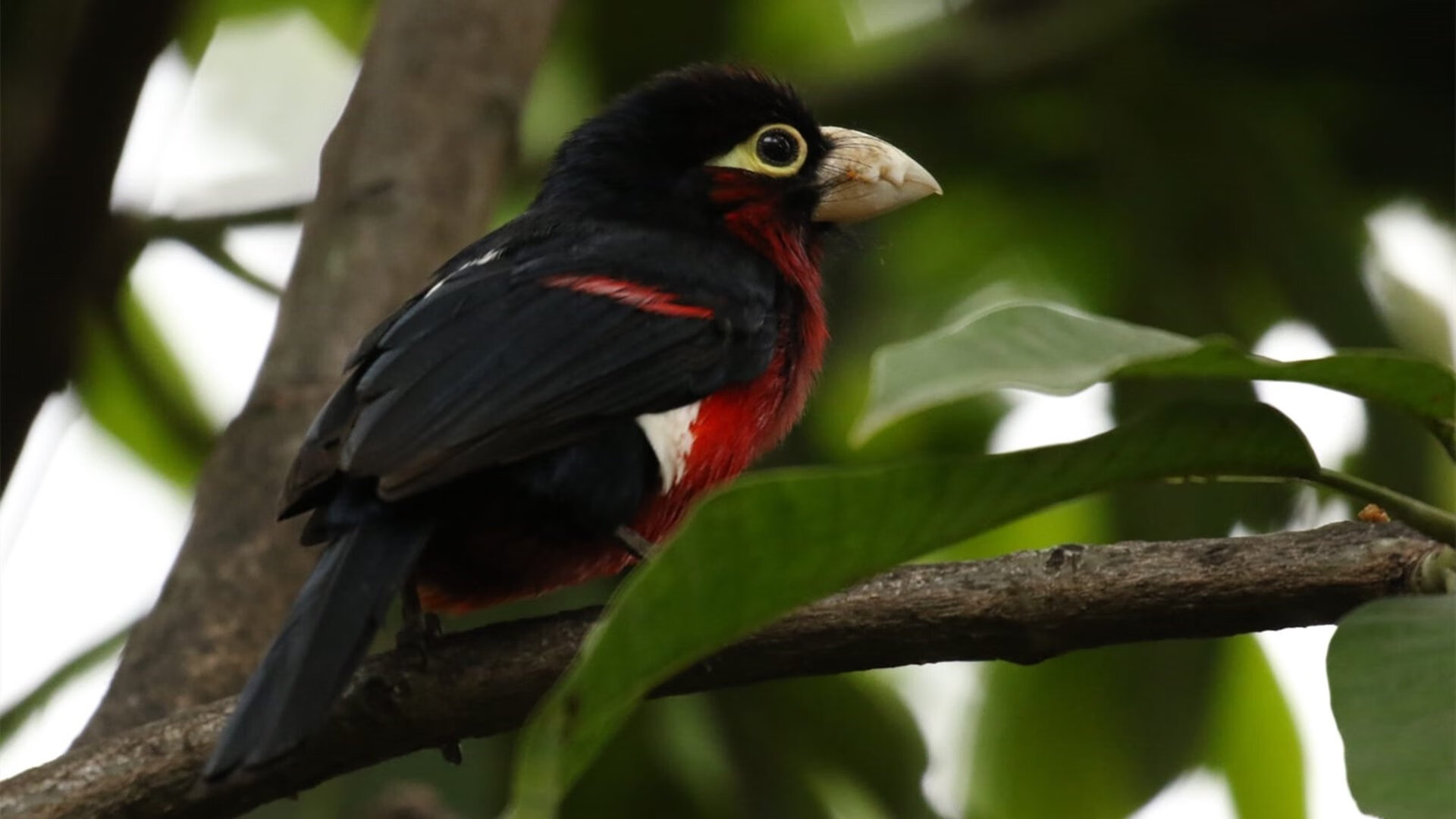 自由泳中长距离多点开花,自由泳长距离游技术